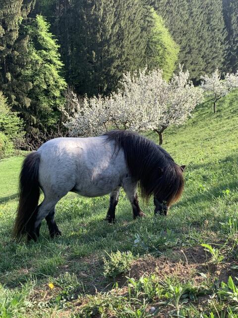 Shetty-Stute