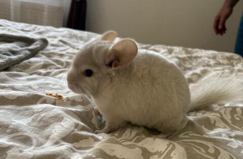Süßes Chinchilla-Mädchen sucht ein liebevolles Zuhause