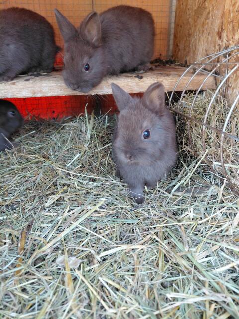 Zwergkaninchen