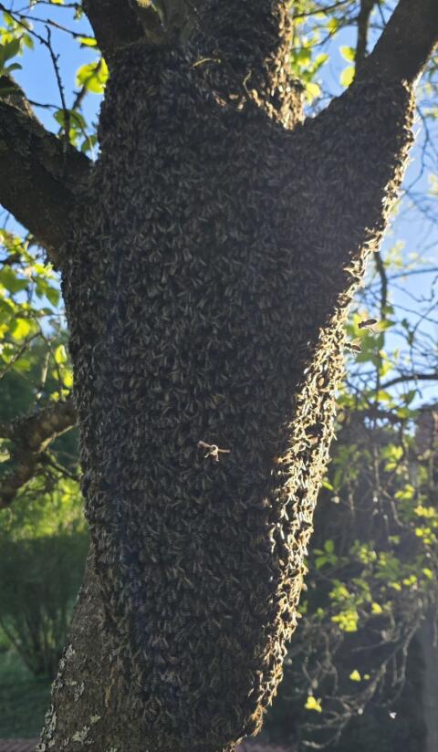 Bienenschwarm