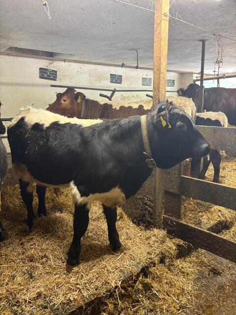 Reiner schwarzer Pinzgauer Stier
