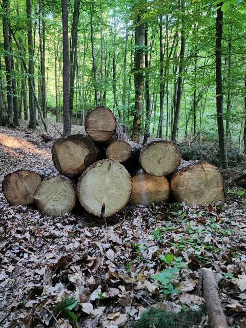 Kiefer, Fichte, Eiche