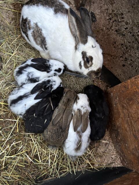 Riesenschecken-Mix-Babys