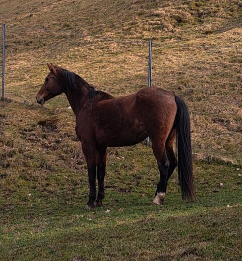 KWPN-Wallach, Holländisches Warmblut