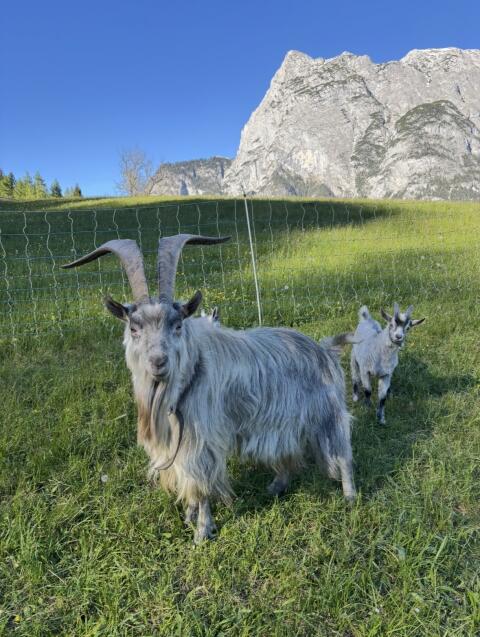 Blobebock