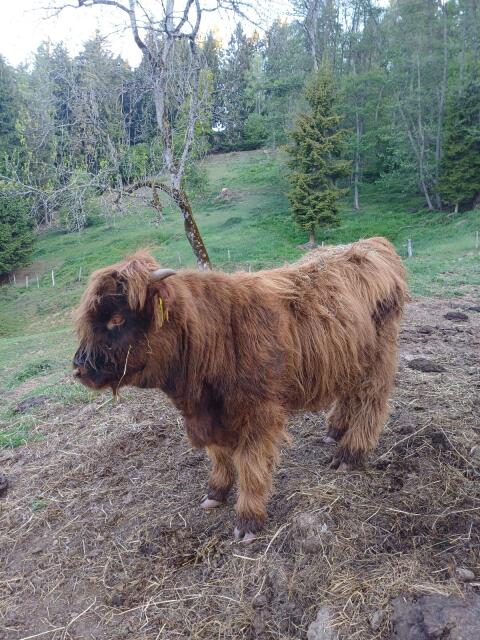 Hochlandrind Stierkalb