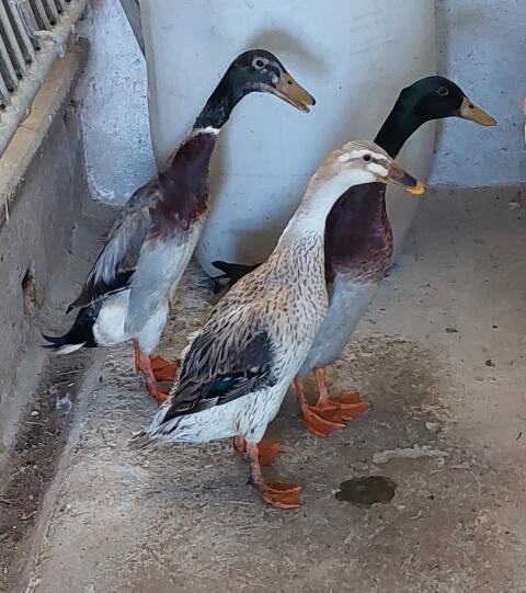 Enten zu verschenken