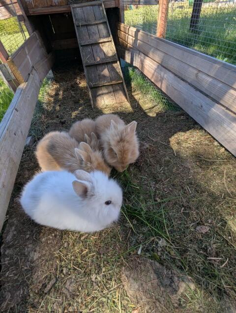 Löwenkopfkaninchen