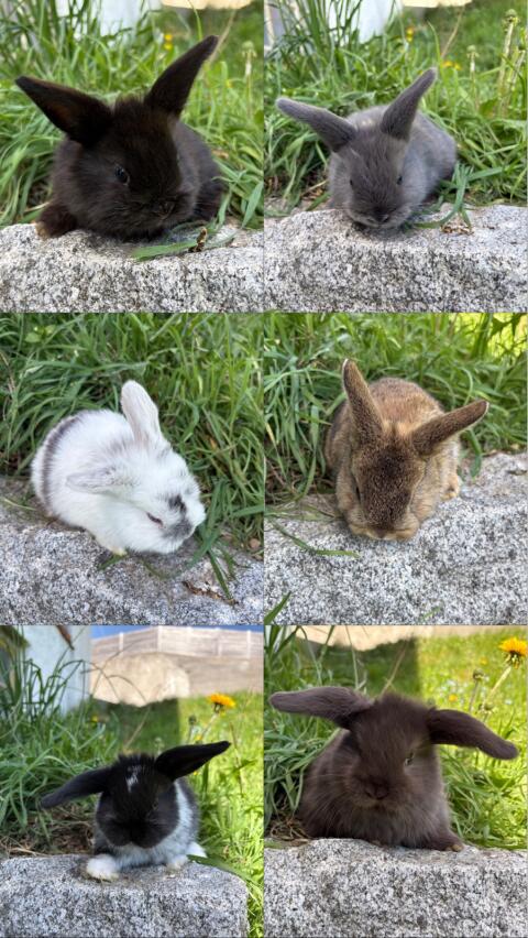 Zwergkaninchen