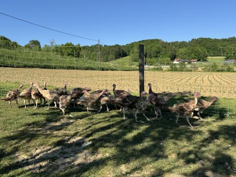 Junge Puten in Kupfer und Gelb