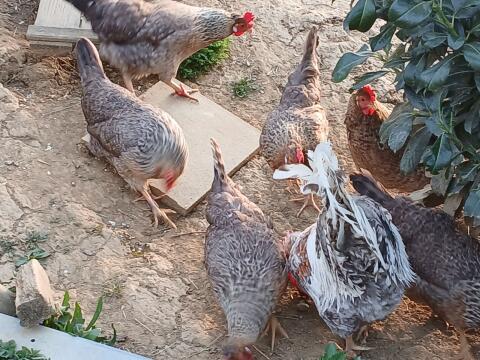 Bruteier, Altsteirer, Araucana, Lakenfelder, Vorwerk, Bielef