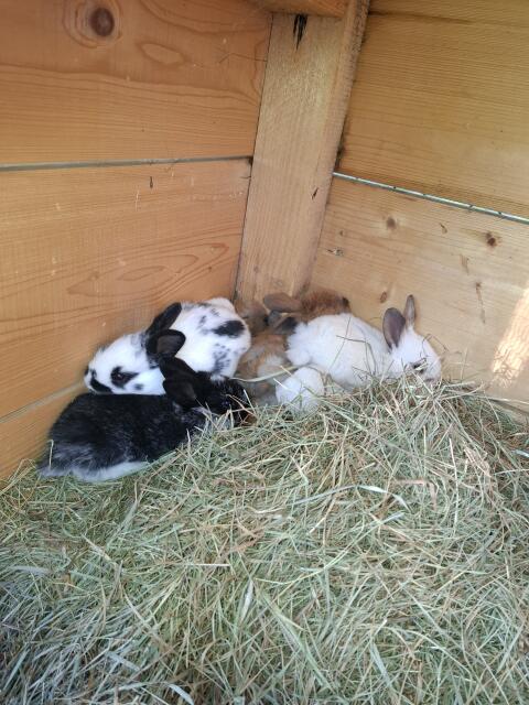 Hasenbabys