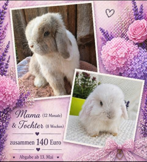 Hermelin-Zuchtpärchen, tätowiert, Mini Lops