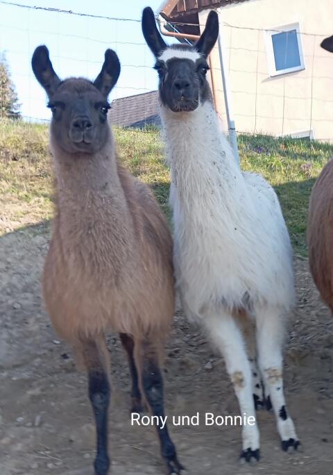 Lamas, Lamastuten, Lamahengste