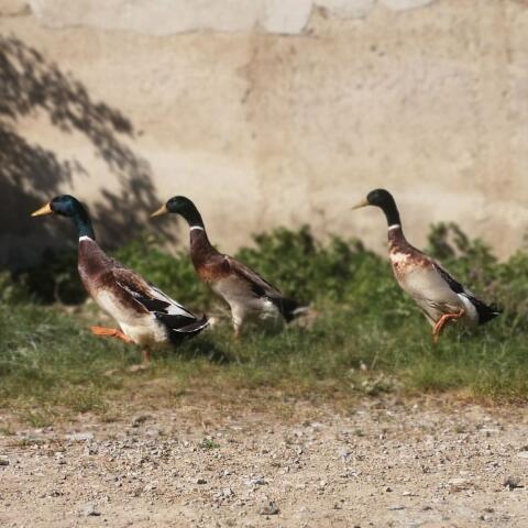 Enten, Erpel