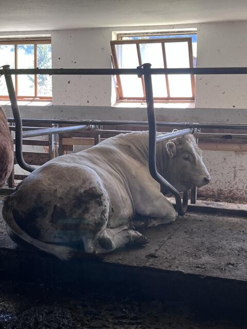 Charolais-Limousin Zuchtstier