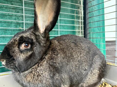 Riesenhase
