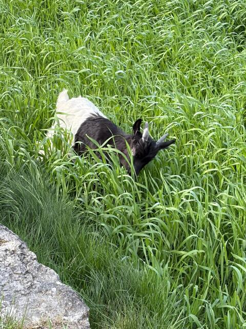 Walliser Ziegenbock