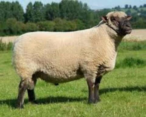 Shropshire