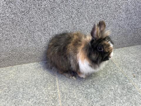 Zwergkaninchen, weiblich