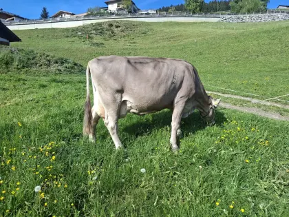 Milchkuh