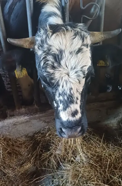 Belegfähige Pustertaler Sprinzen, 23 bis 24 Monate