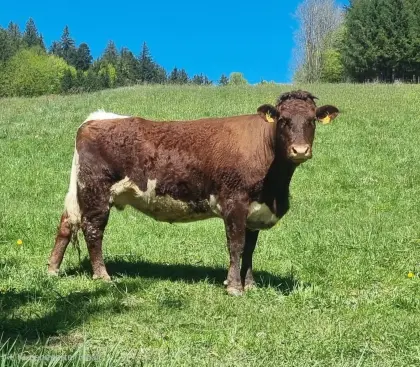 Trächtige Pinzgauer Kalbin, Bio