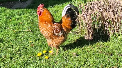 Schwedischer Blumenhahn