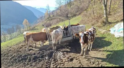 Suche Jungkalbinnen