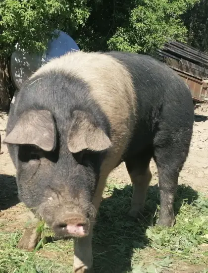 Eber Schwäbisch Hällisch