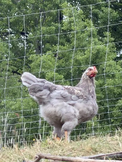 Brahma Hähne 25 Wochen alt