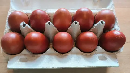 Bruteier Marans schwarz-silber, Schokoleger