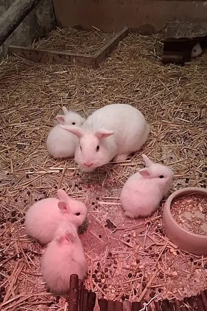 Zwergkaninchen