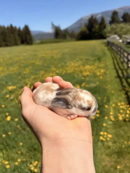 Zwergkaninchen