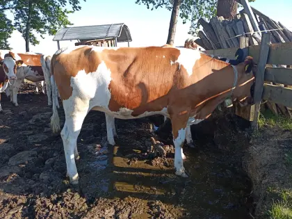 BIO FV und RF Kalbinnen hornlos