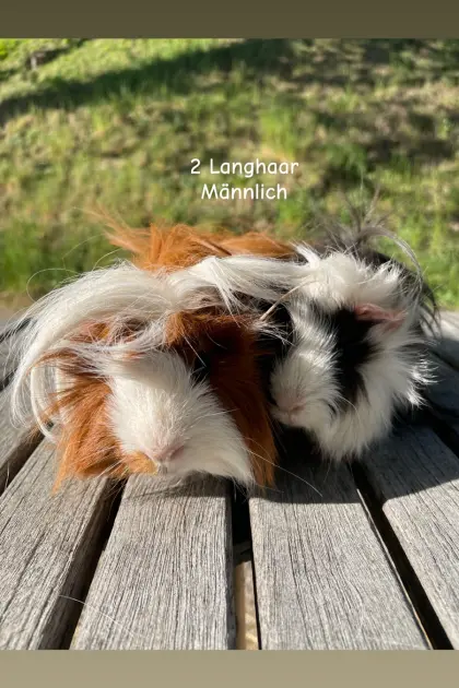 Meerschweinchen zu verkaufen