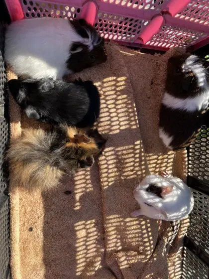 Meerschweinchen