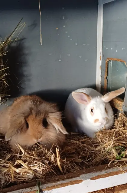 Männliche Jungkaninchen