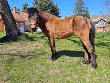 Schicke Dartmoor-Pony-Stute für Freizeit, Sport, Fahren, Zucht