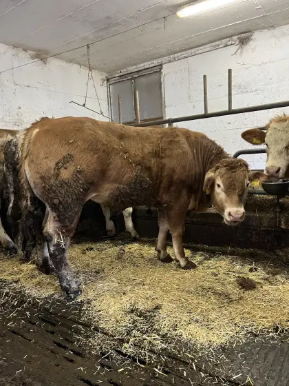 Limousin-Jungstier