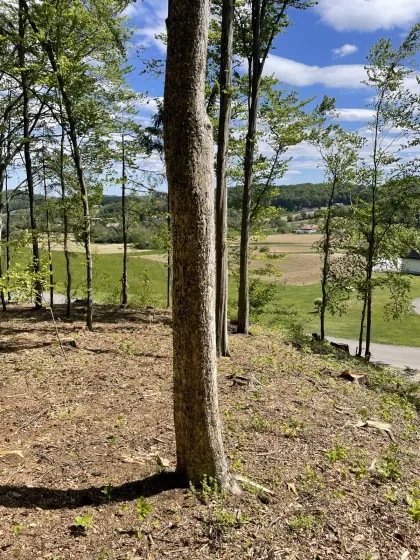 Elsbeerenstamm, Holz