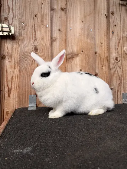 Zwergkaninchen