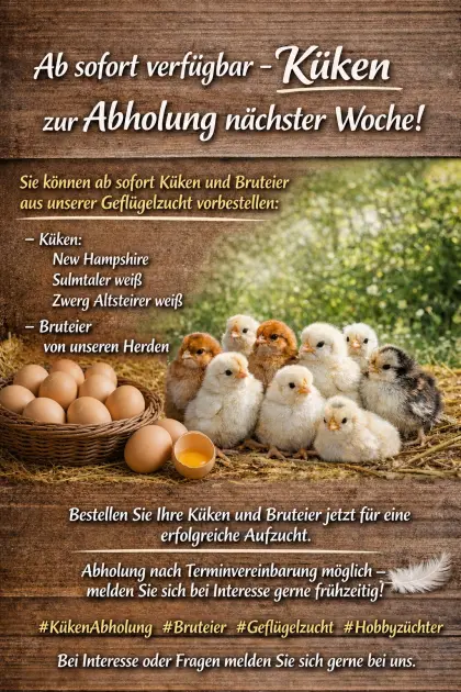 Tagesküken, Junghennen, Bruteier