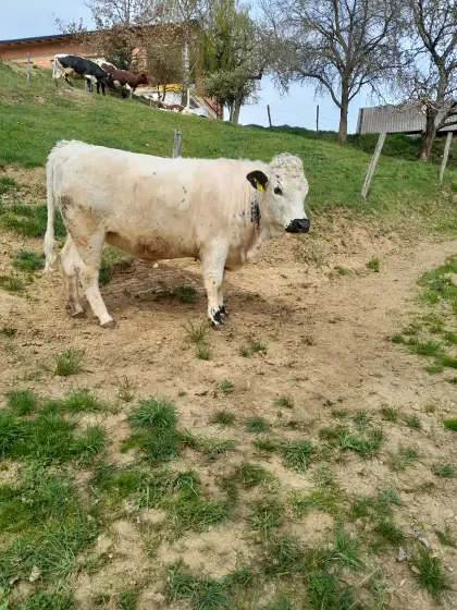 Pustertaler Sprinzen Kalbin BIO