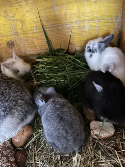 Zwergkaninchen