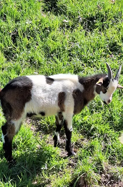 Tauernschecken-Bockkitz