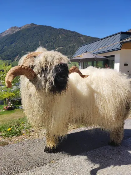 Walliser Schwarznasen-Widder, leider kein Interesse an Damen