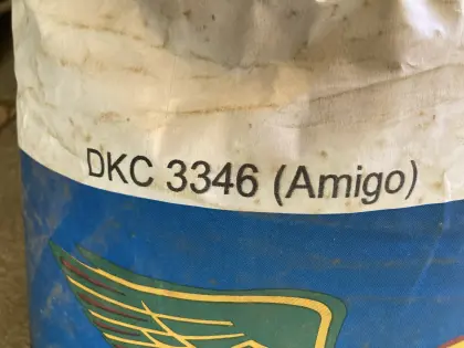 Saatgut Mais DKC 3346 (Amigo)