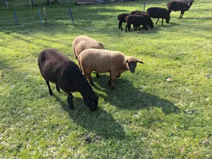 3 Jura Lämmer, weiblich