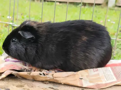 Meerschweinchen-Männchen